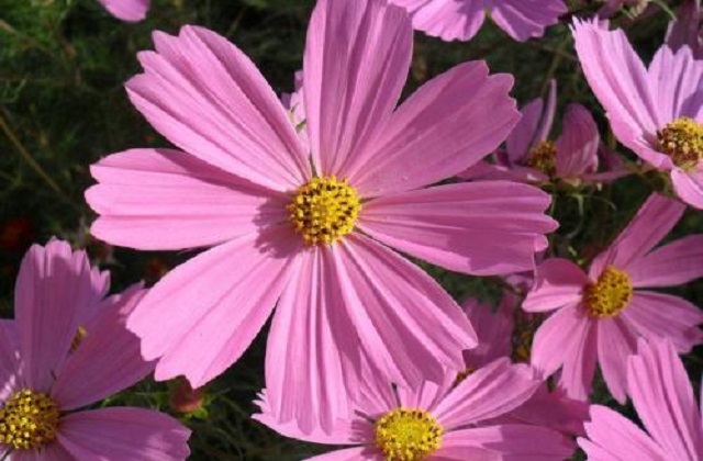 秋英花与格桑花的区别 格桑花手捧花有什么寓意