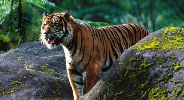 婚后铁定出轨的生肖男