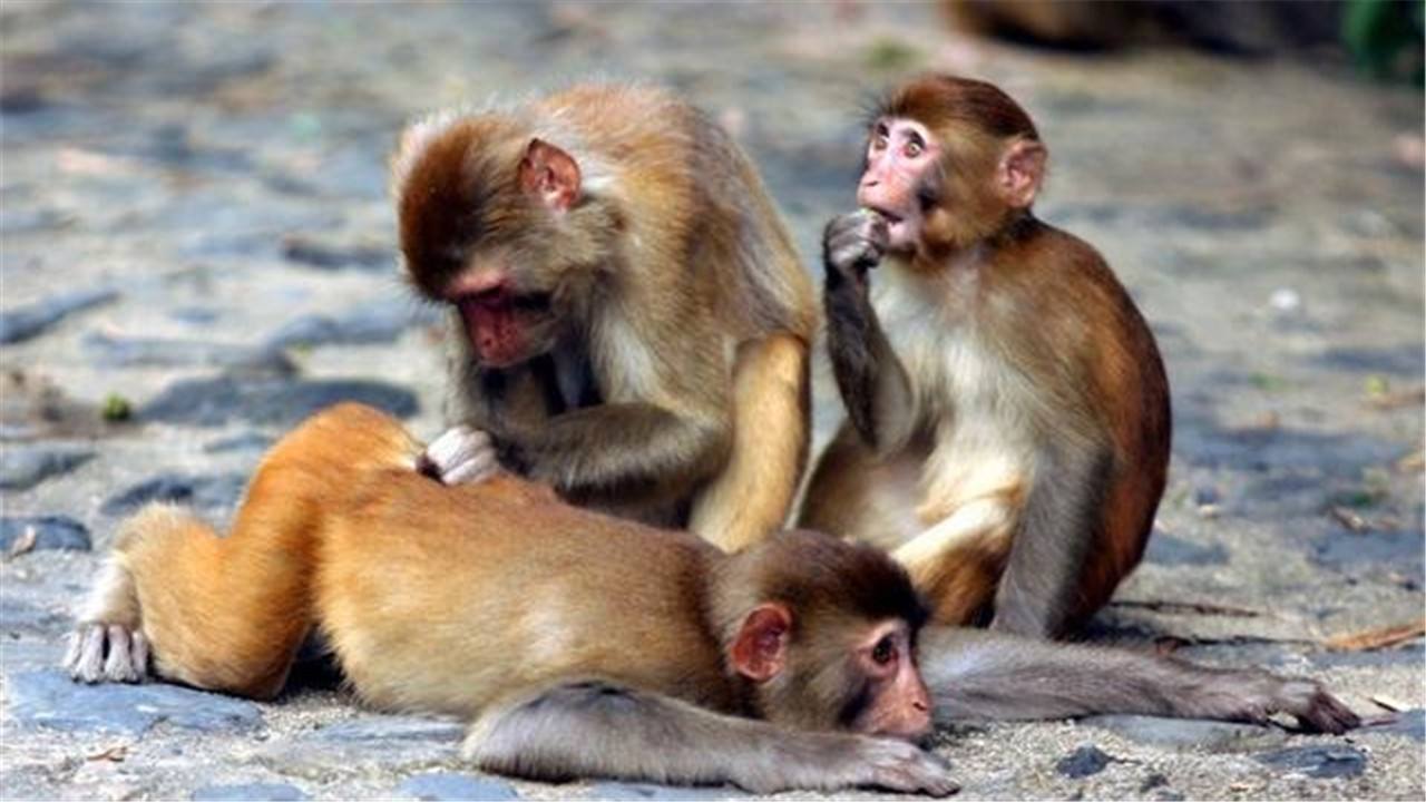 婚后铁定出轨的生肖男