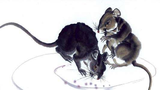 84年属鼠女人婚姻命运