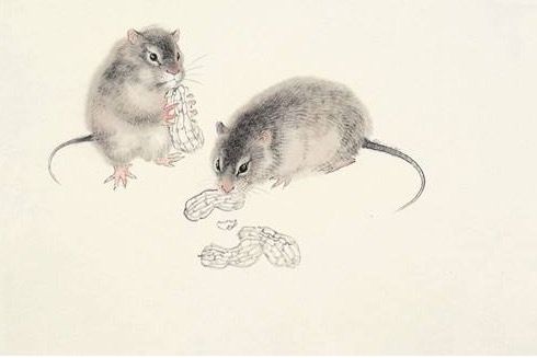 属鼠一生命运如何