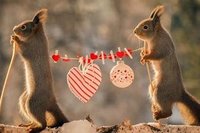 属鼠的几月出生较不好 属鼠的什么时辰出生好