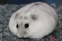 属鼠的什么时辰出生好