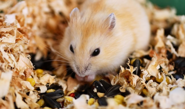 哪个生肖女最聪明 聪明漂亮的生肖女