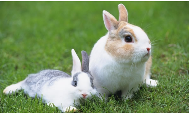 聪明漂亮的生肖女