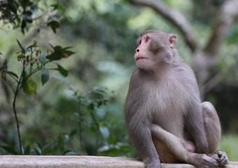 喜欢利用人的生肖女
