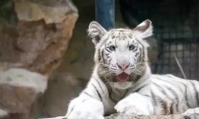 不懂珍惜老婆的生肖男 嫁给哪个生肖男最累