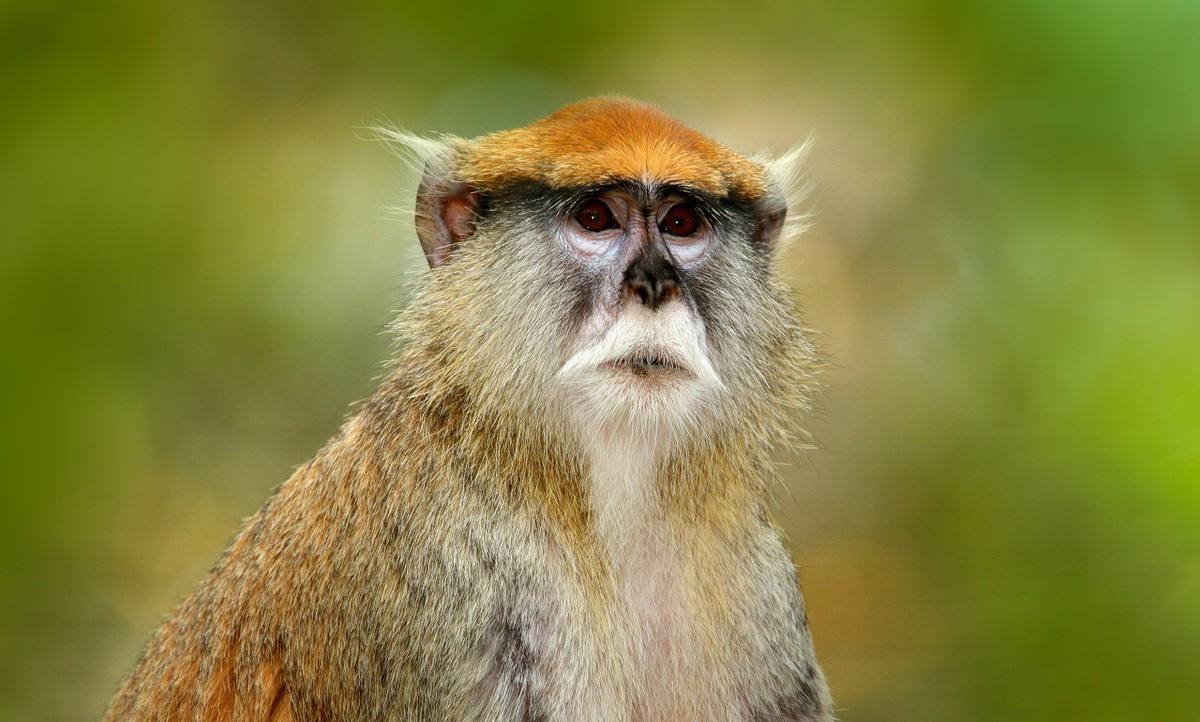 智商奇高的生肖女 智商最高的生肖女