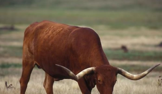智商奇高的生肖女