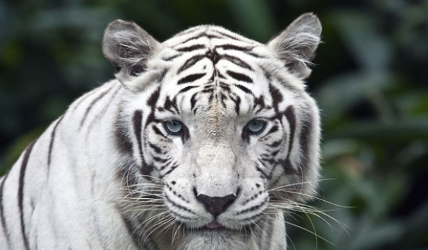 智商奇高的生肖女