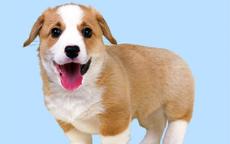 情商智商双高生肖