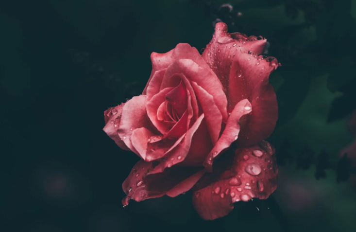 教师节送老师什么花好呢 教师节送老师什么花有意义