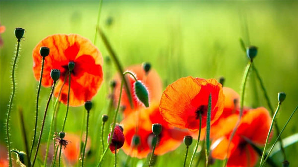 超甜超可爱的短句