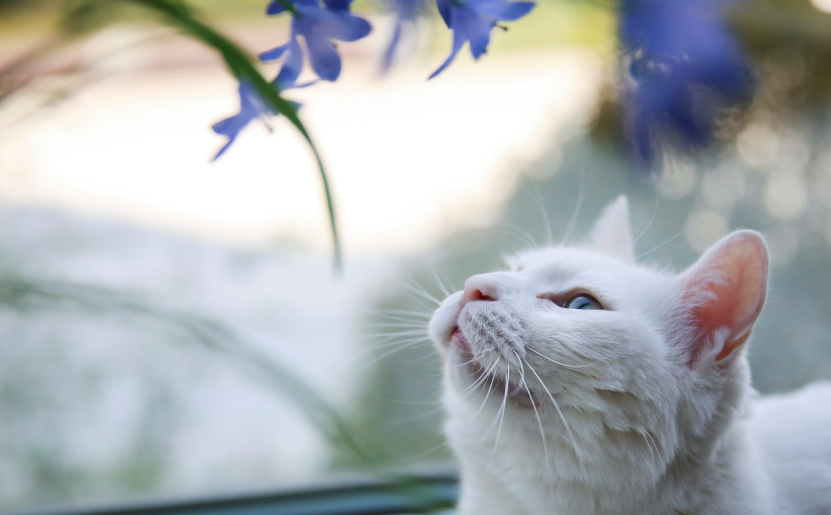 国庆放假2020安排 国庆放假2020安排时间表