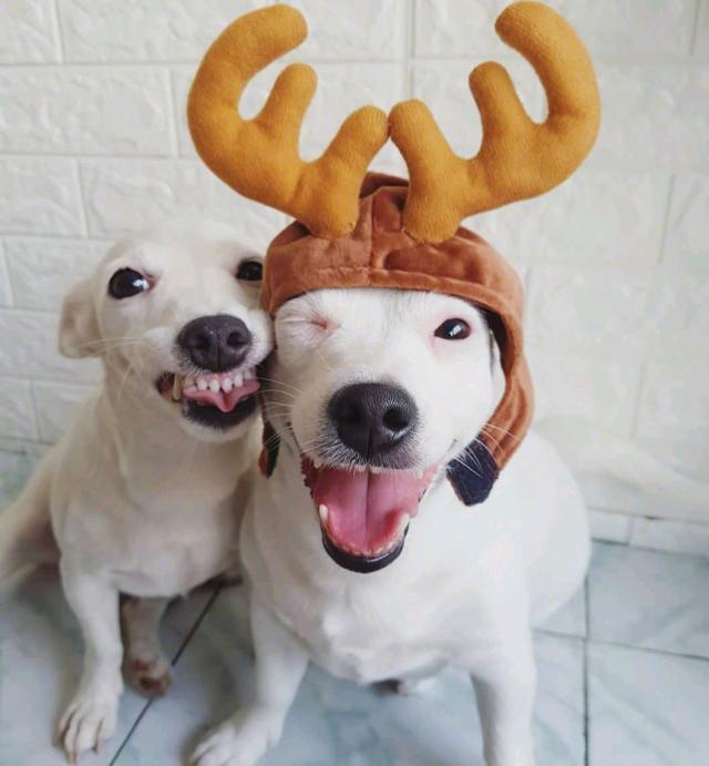 被催婚了怎么发朋友圈搞笑 被催婚的搞笑朋友圈