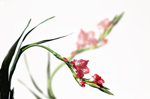 中秋节适合送什么花给长辈