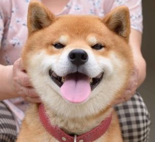 双十一怎么炫耀老公发的红包 收到老公红包怎么表达