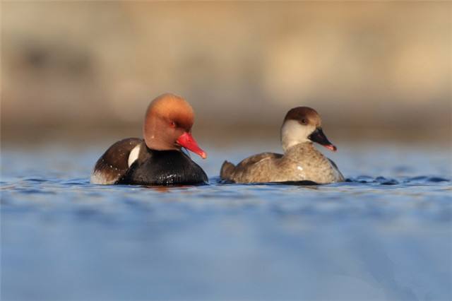 抖音最火老公生日祝福 老公生日俏皮祝福语