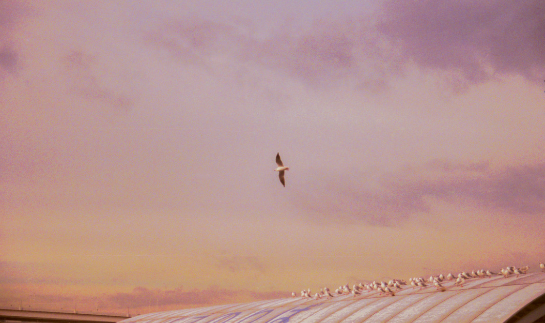 双十一是哪天 双十一是哪天开始