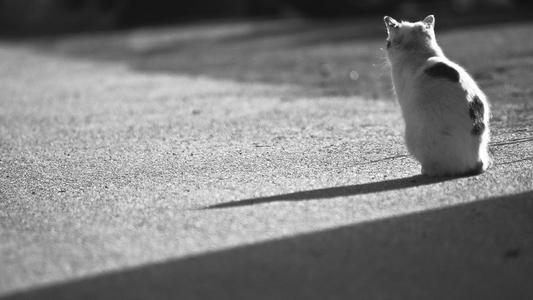 恭喜老公提新车的句子