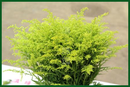 捧花搭配的植物