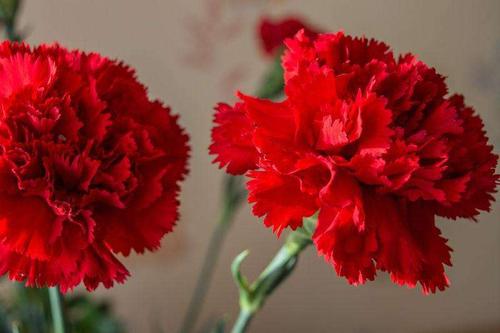 感恩节送什么花