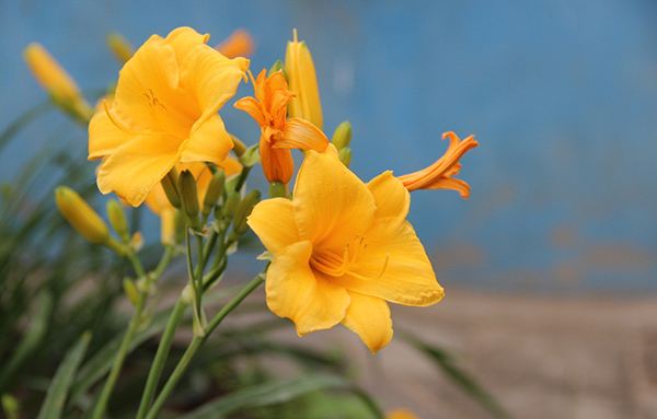 感恩节送什么花给妈妈