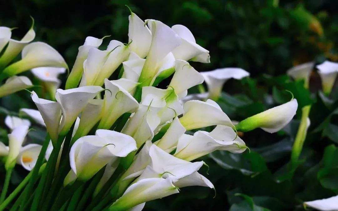 收到手捧花想发个朋友圈怎么说 