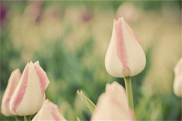 感恩节发表朋友圈说说2020