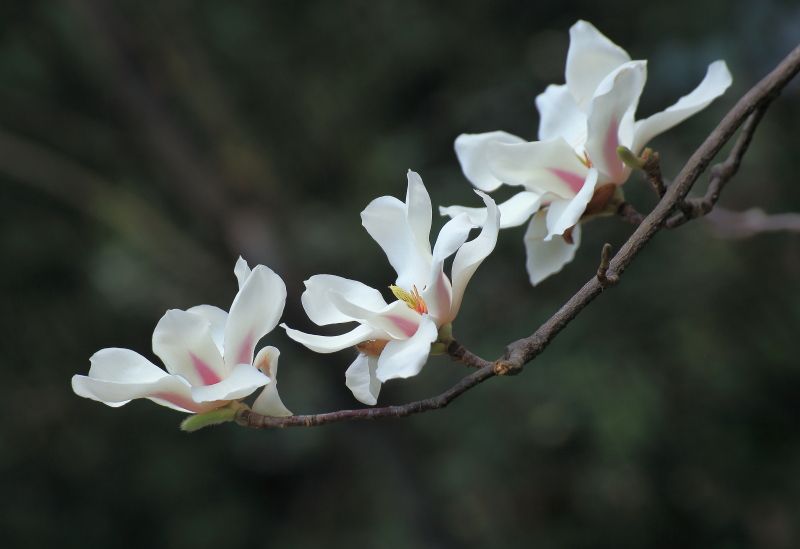 感恩节送老师什么花