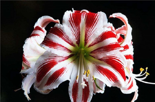 2020感恩节适合发微信朋友圈的经典句子 感恩节朋友圈说说幽默句子