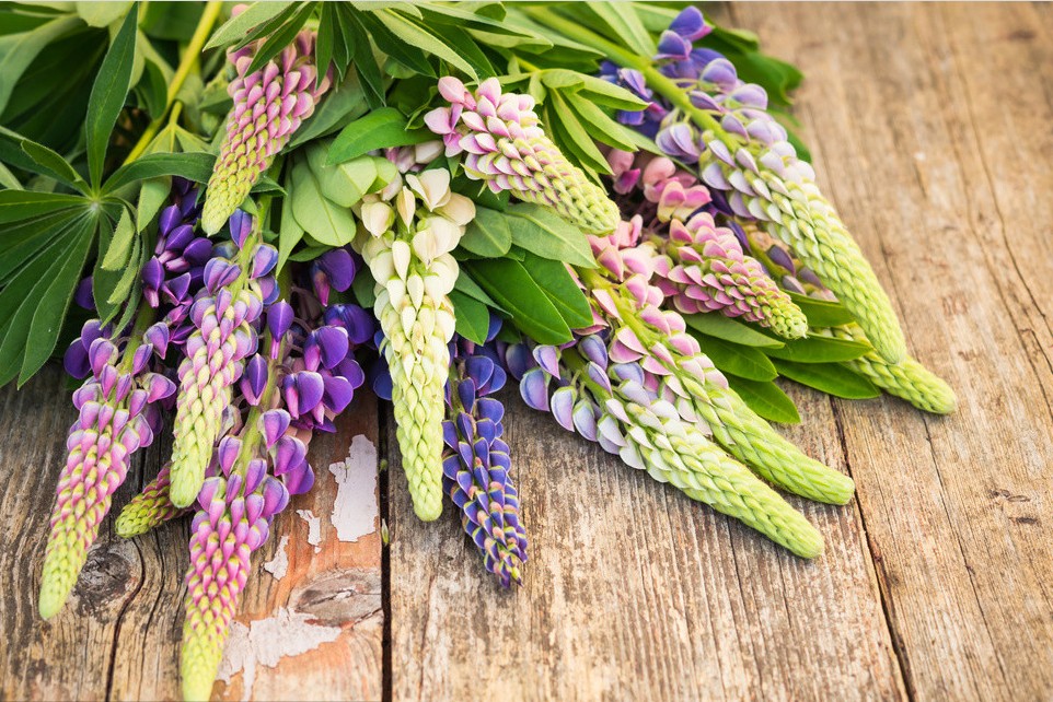 感恩父母的一句话简短感恩节