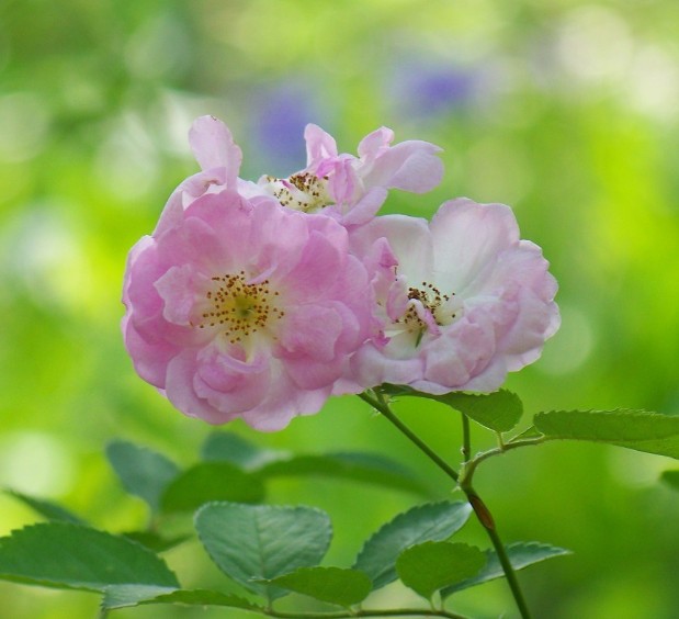 2020感恩节发给客户的简短祝福语大全