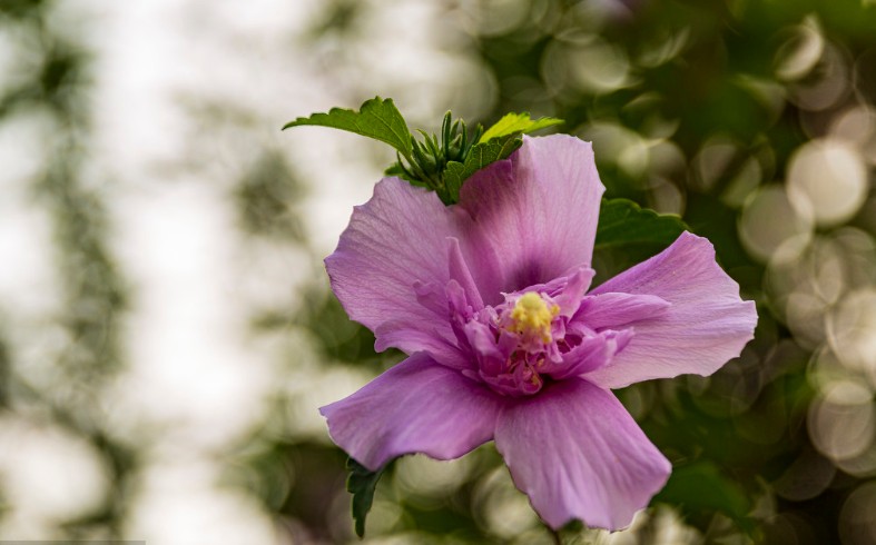 2020感恩节发给客户的简短祝福语大全