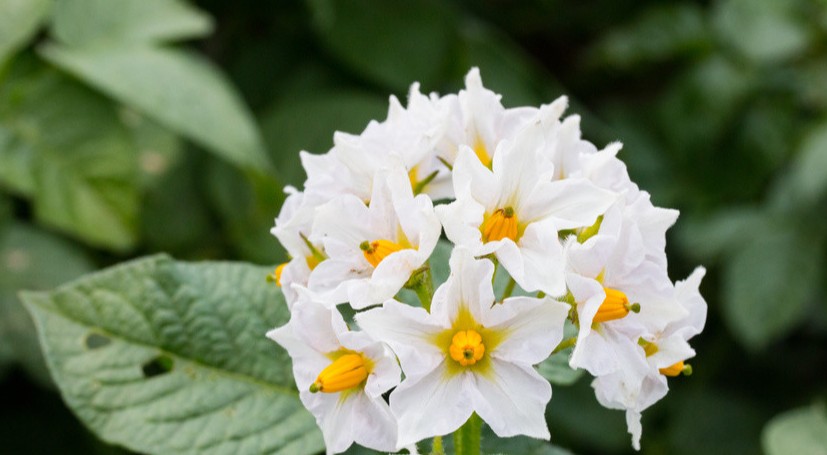 感恩节写给顾客暖心的话