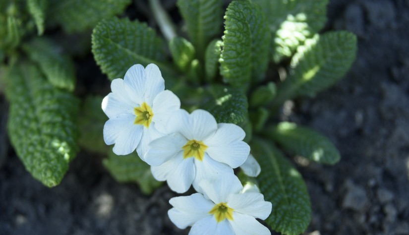 感恩节写给顾客暖心的话