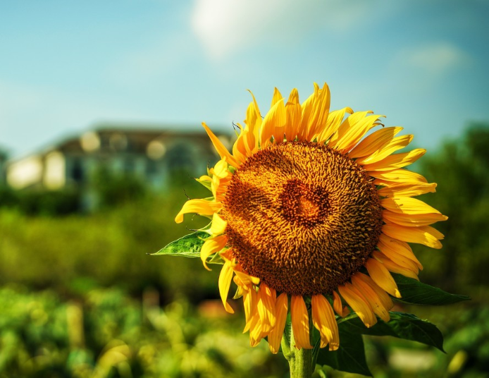 感恩爸妈的话简短一些