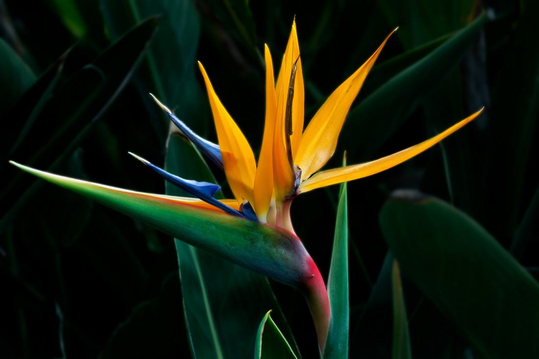 感恩节送花送什么花