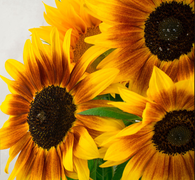 感恩帮助你的人的句子