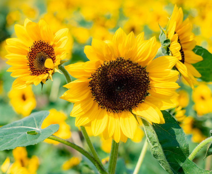感谢陌生人的句子