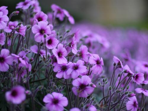 感恩节送老师什么花比较好 感恩节送什么花给老师