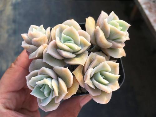 接到手捧花灵验吗