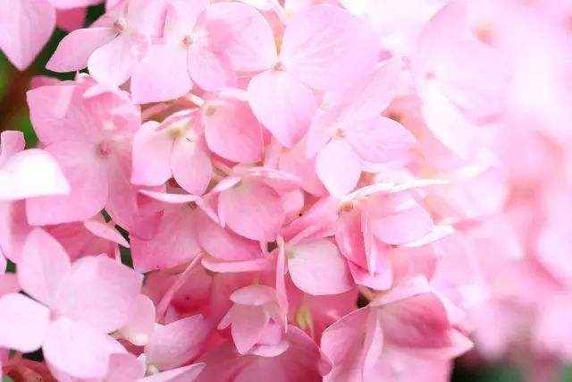 接到婚礼手捧花怎么说