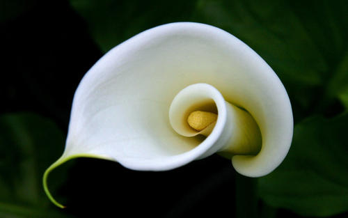 接到手捧花的寓意是什么