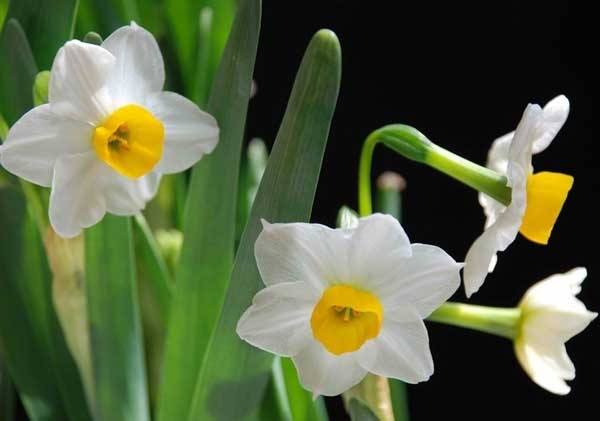 接到手捧花发言