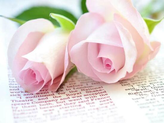 1-100送花的含义香槟玫瑰