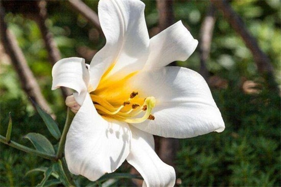 百合花发朋友圈配语