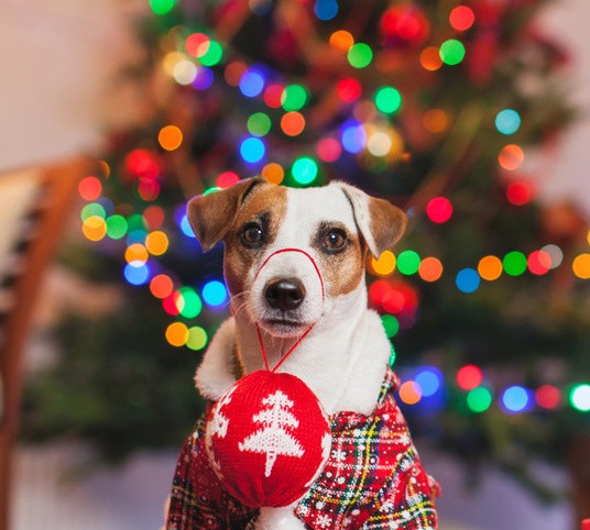 圣诞节朋友圈可爱的句子