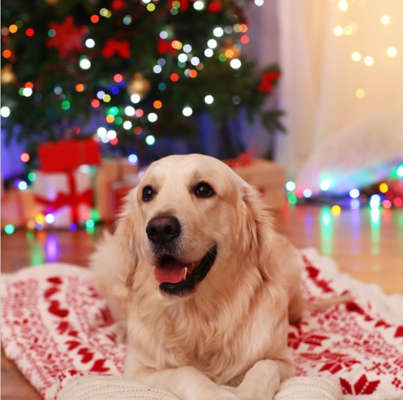 圣诞节快乐怎么说 圣诞节快乐的祝福语