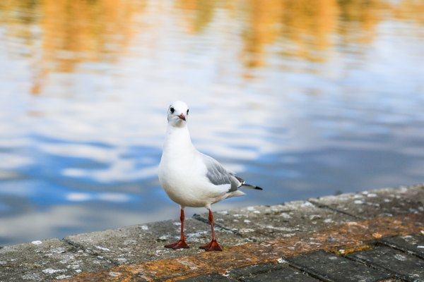 祝新婚蜜月旅行的句子